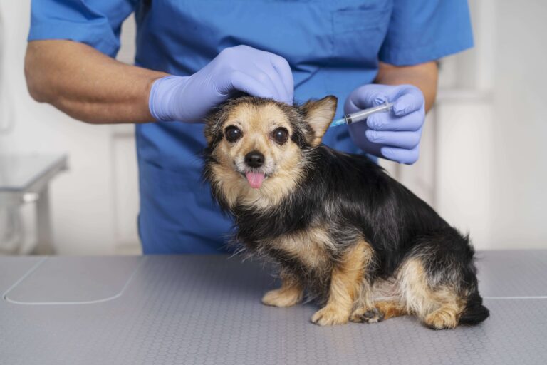 veterinario-aplicando-vacina-em-um-pequeno-cao